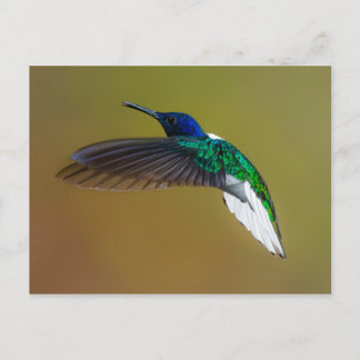 birds are the only animals with feathers 4 postcard