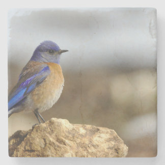 birds are the only animals with feathers 6 stone coaster