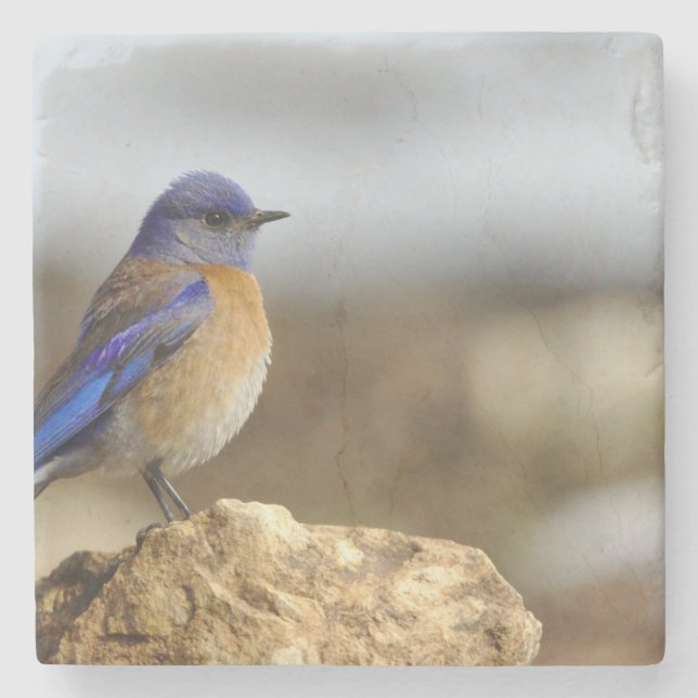 birds are the only animals with feathers 6 stone coaster (Front)