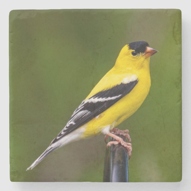 birds are the only animals with feathers 9 stone coaster (Front)