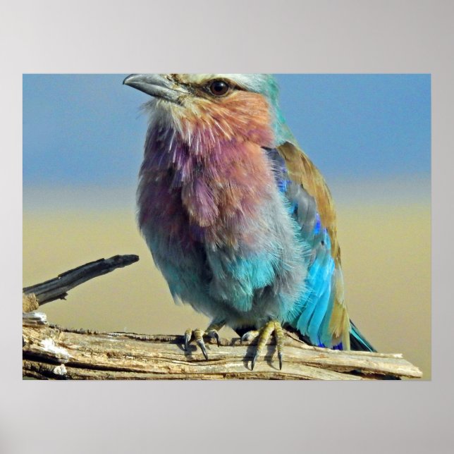 birds are the only animals with feathers poster (Front)