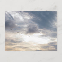 Birds at Dusk Sky Beach Photography