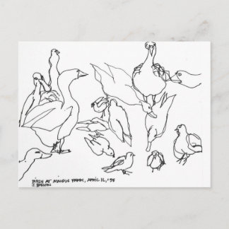 Birds at Mingus Park, Coos Bay, Oregon Postcard