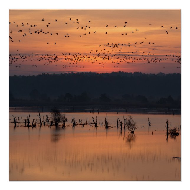 Birds at sunrise poster (Front)