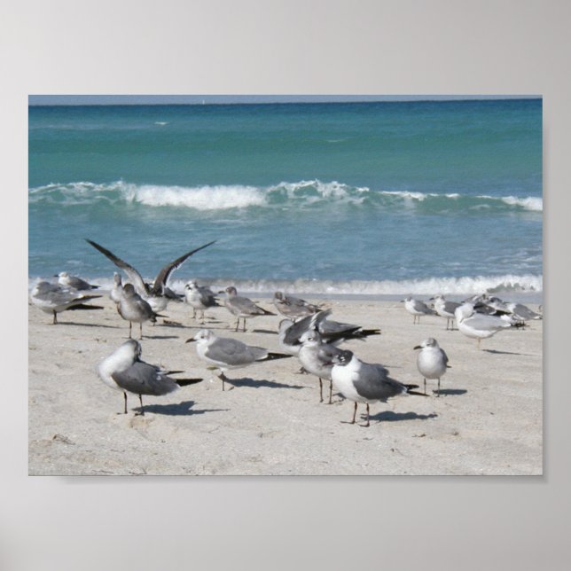 Birds at the beach poster (Front)