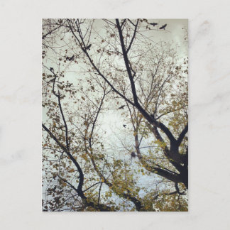 Birds between trees postcard