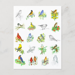 Birds Bluebird Cardinal Chickadee Ornithology Art Postcard