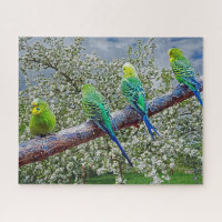 Birds - budgies