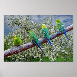 Birds - budgies poster