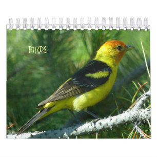 Birds Calendar for 2017