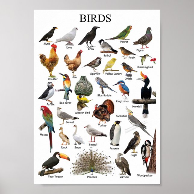 Birds educational poster (Front)
