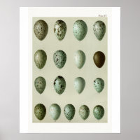 Birds Eggs