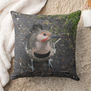 Bird's Eye View of Northern Flicker Woodpecker Cushion