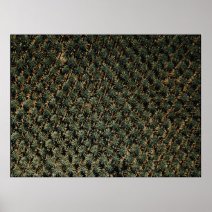 Bird's eye view photography of palm trees poster