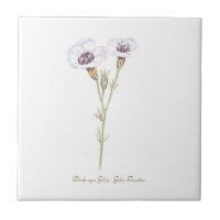 Bird's Eyes Gilia watercolor