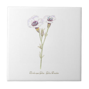Bird's Eyes Gilia watercolor   Ceramic Tile