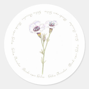 Bird's Eyes Gilia watercolor Classic Round Sticker