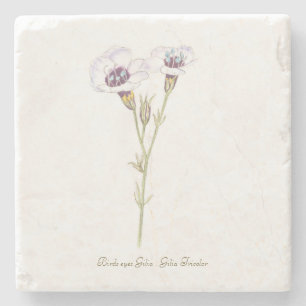 Bird's Eyes Gilia watercolor  Stone Coaster