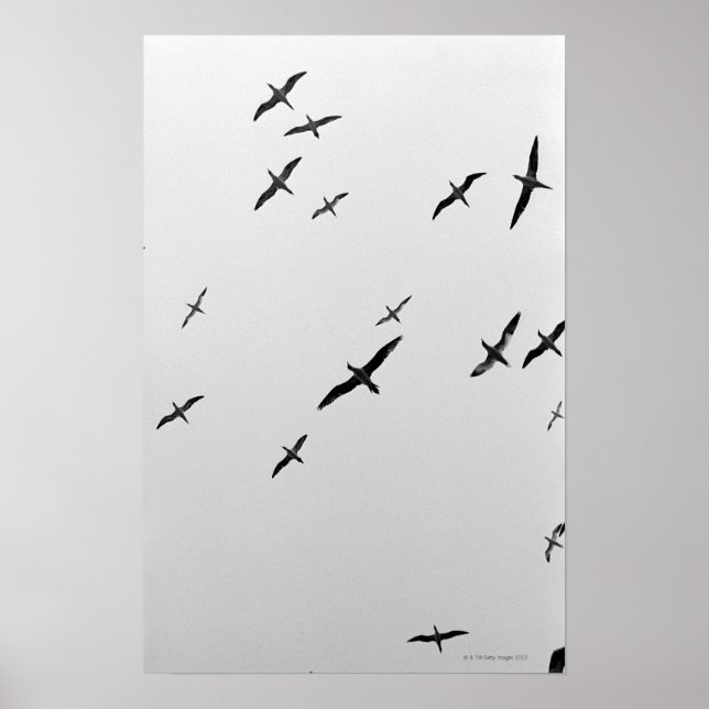 Birds flying poster (Front)