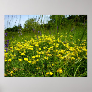 Birds-foot Trefoil Poster