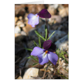 Bird's-Foot Violet