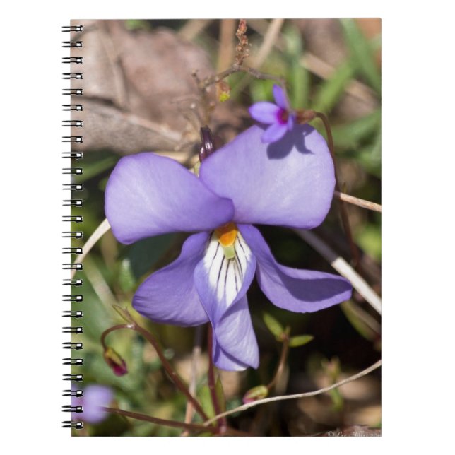 Birds-Foot Violet w/ Bluets Notebook (Front)