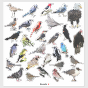 Birds Galore