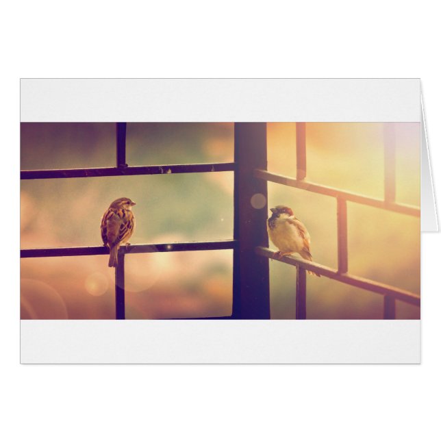 Birds in evening sun (Front Horizontal)