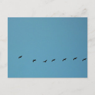 Birds in Flight Formation Beach Photography Postcard