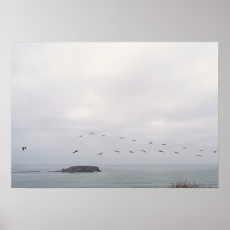 Birds in flight poster