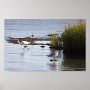 Birds in the Water Poster