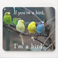 Birds Love Quote Parakeets Budgies Photo
