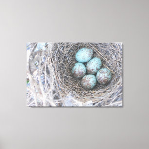 Bird's Nest Blue Eggs Nature Photography Canvas Print
