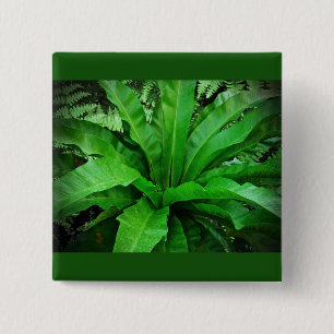 Bird's Nest Fern 15 Cm Square Badge