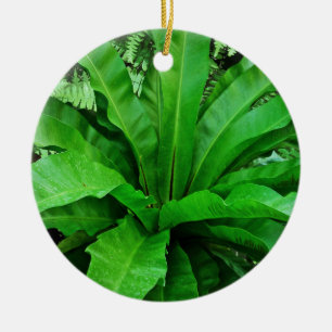 Bird's Nest Fern Ceramic Tree Decoration