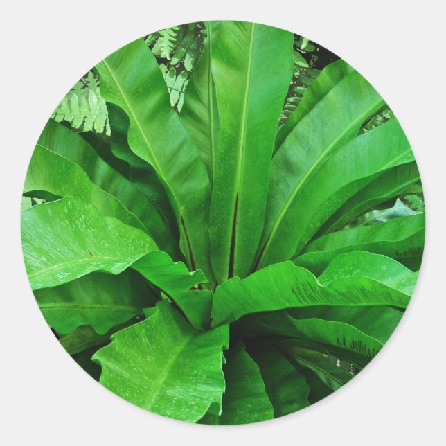 Bird's Nest Fern Classic Round Sticker (Front)