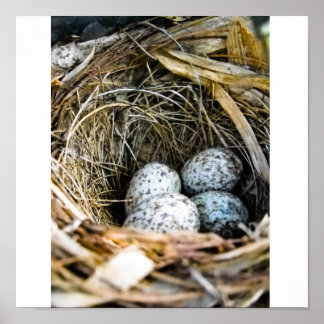 Birds nest poster