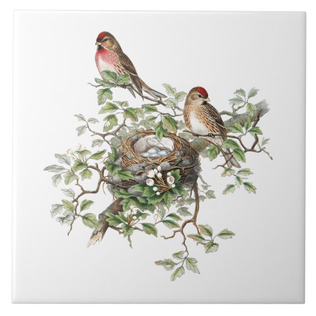 Birds Nesting Background Ceramic Tile (Front)