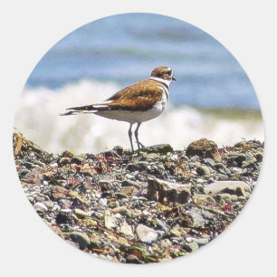 Birds Oceans Beaches Classic Round Sticker