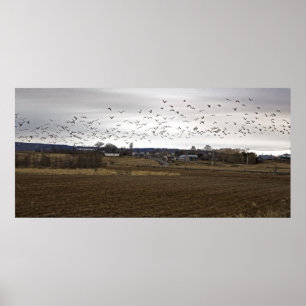 Birds Of A Feather Flock Together fine art print