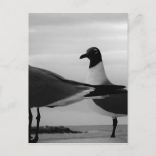 Birds of a Feather Postcard