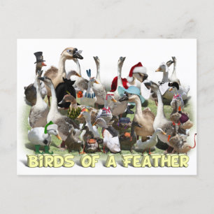 Birds of a Feather Postcard
