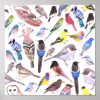 Birds of America- pets and wild birds