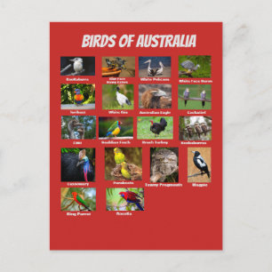 Birds of Australia Postcard