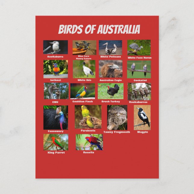 Birds of Australia Postcard (Front)