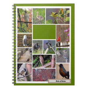 Birds of Boston Notebook