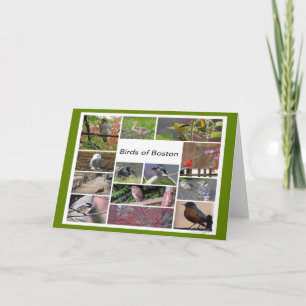 Birds of Boston Photo Collage Card