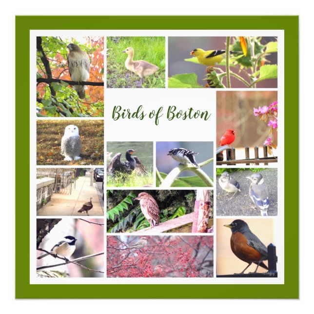 Birds of Boston Photo Collage Print (Front)