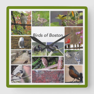 Birds of Boston Photo Collage Square Wall Clock