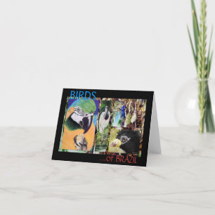 BIRDS of BRAZIL Fine Art Note Card